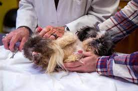 Veterinarian with puppy