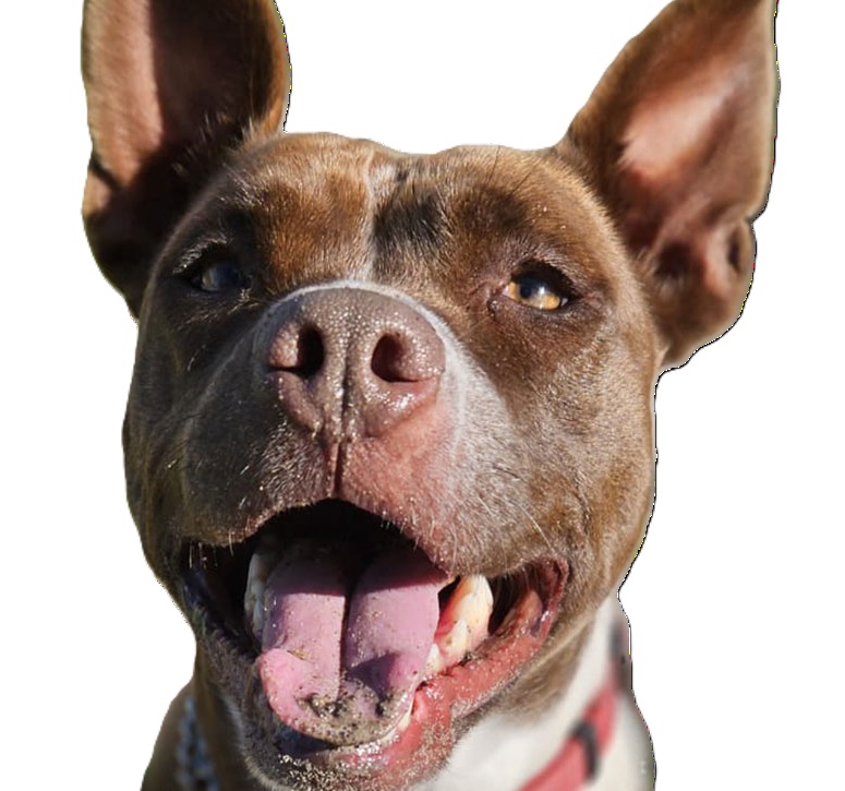 Happy American Pit Bull Terrier with family, showcasing successful adoption